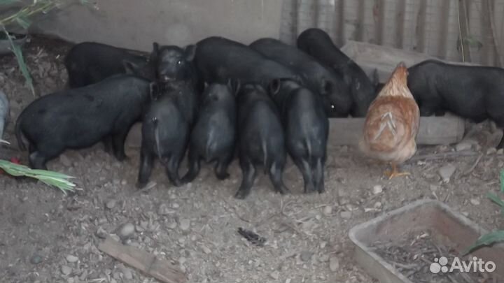 Вьетнамские вислобрюхие поросята