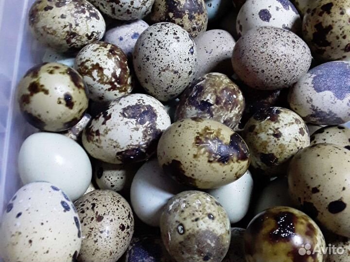 Перепелки. Яйца перепелиные