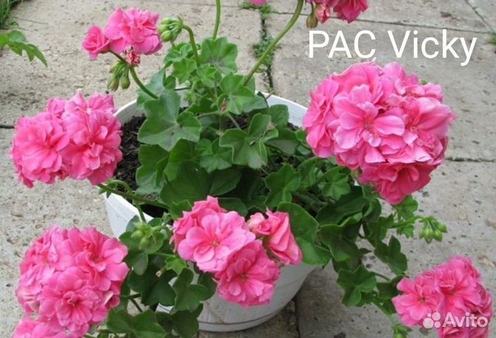 Пеларгония сортовая