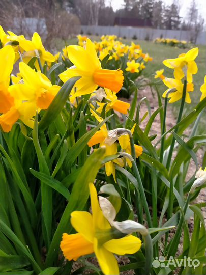 Луковицы нарциссов
