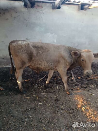 Бычки на откорм