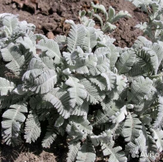 Пижма Гарадянова