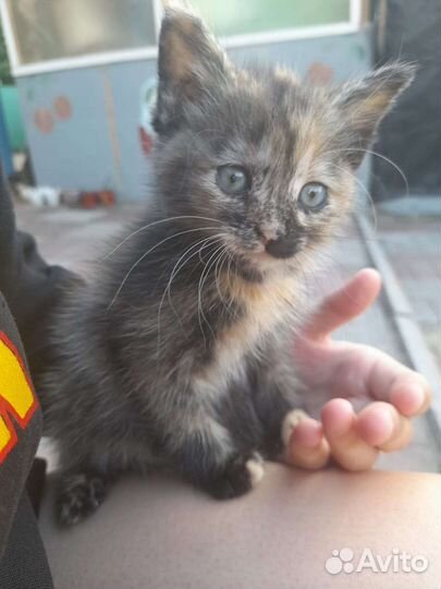 Котята в добрые руки даром