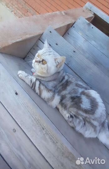 Шотландский кот