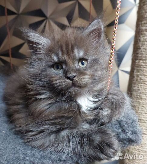 Котята мейн-кун