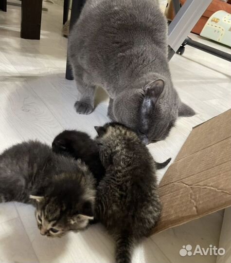 Британские котята
