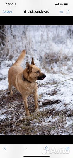 Найде ищем Дом