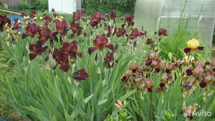 Ирисы