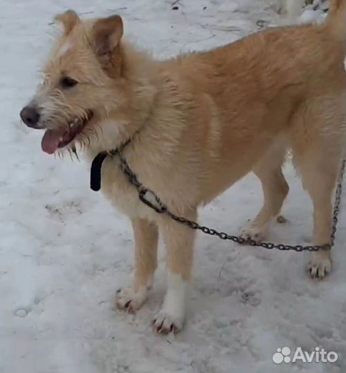 Собака, молодой кобель, Родион, крупный