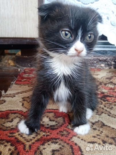 Черный котенок вислоухий