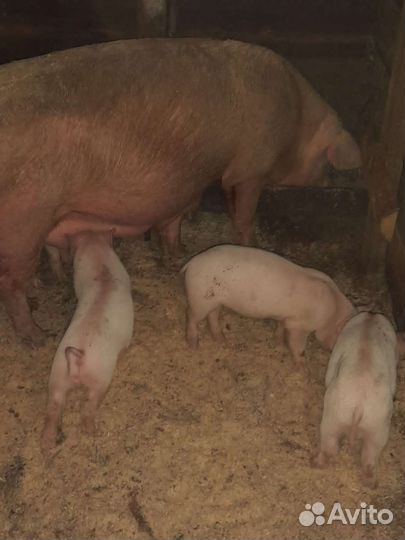 Поросята