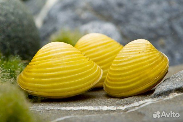 Аквариумные Улитки/Лягушки