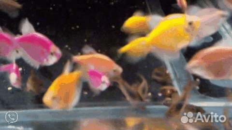 Рыбки. Растения. Креветки