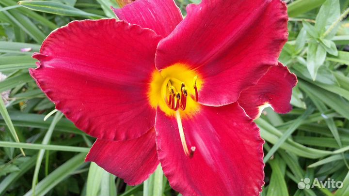 Лилейники сортовые и ирис