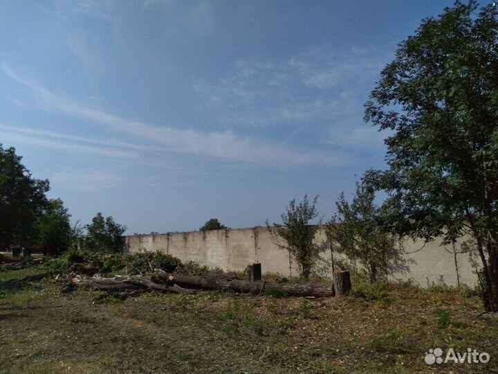 Спил деревьев