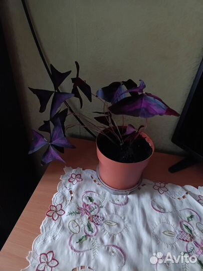 Цветы комнатные