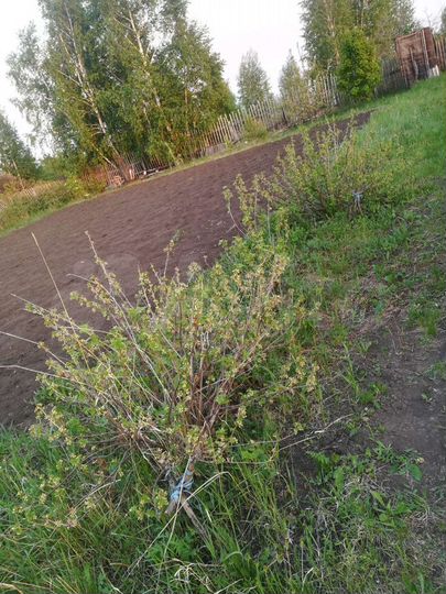 Участок 10 сот. (СНТ, ДНП)