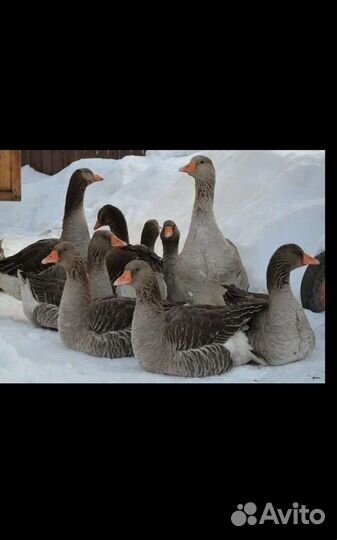 Гуси. На племя