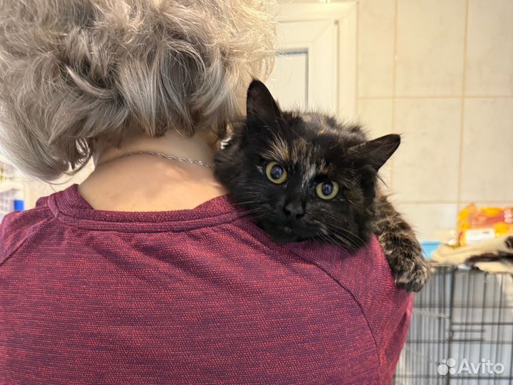 Кошечка 8 месяцев в поисках дома