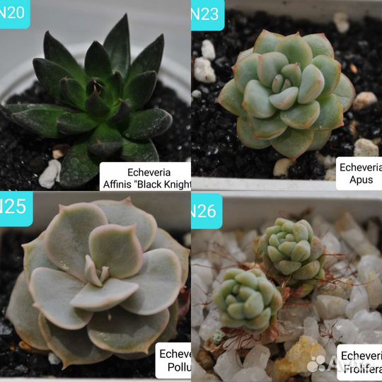 Суккуленты эхеверии