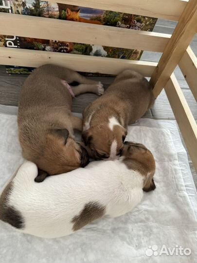 Щенки