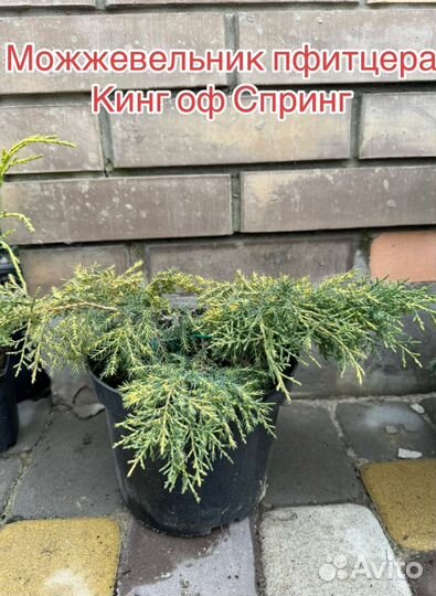 Можжевельник