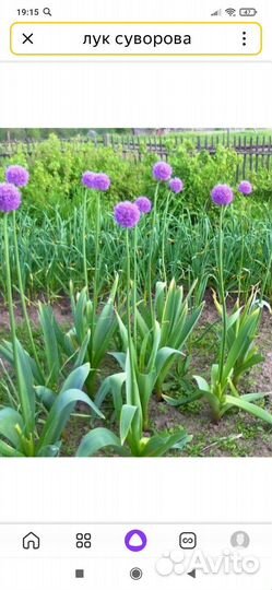 Лук Суворова