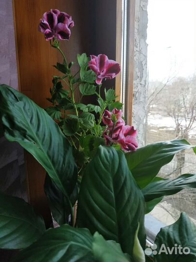 Пеларгония герань