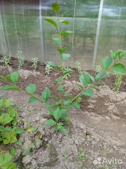 Черешня местная саженцы