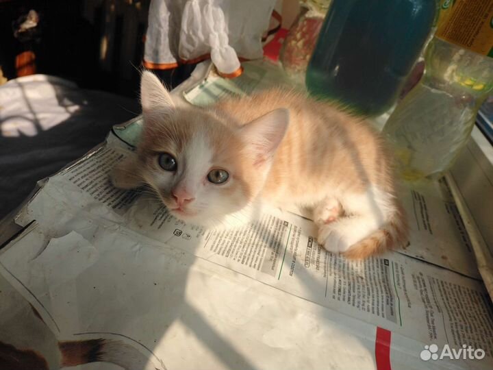 Персиковый котёнок