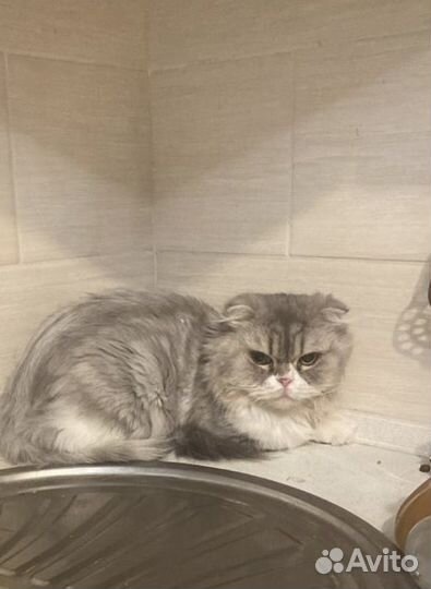 Вислоухая кошка