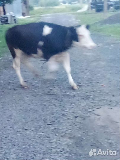 Корова стельная