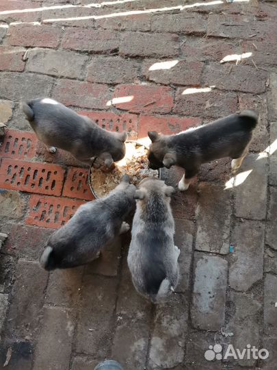 Щенки западно сибирской лайки