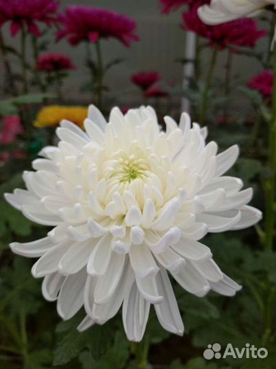 Хризантема мелкоцветная крупноцвет рассада черенок