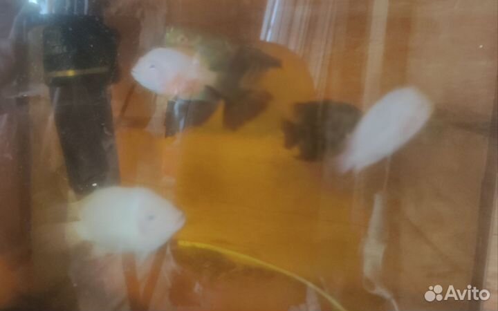 Аквариумные рыбки цихлиды