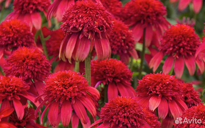 Многолетние растения для сада