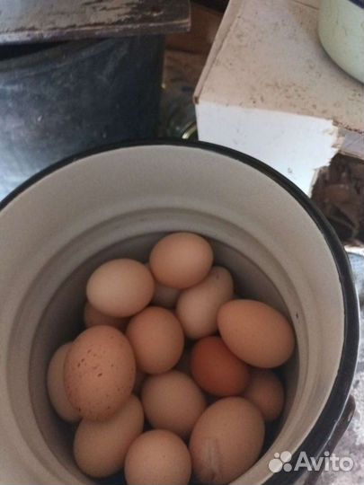 Домашние куриные яйца, молоко козье