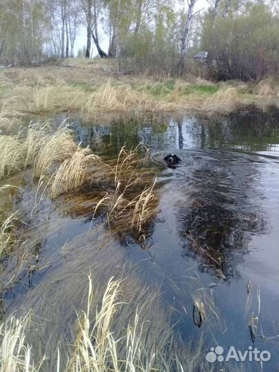 Русский спаниель