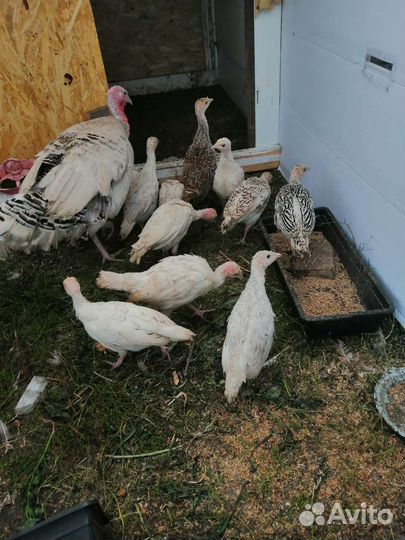 Индюки, утята