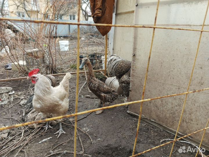 Инкубационное яйцо кур