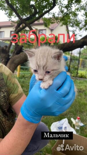 Котенок в добрые руки