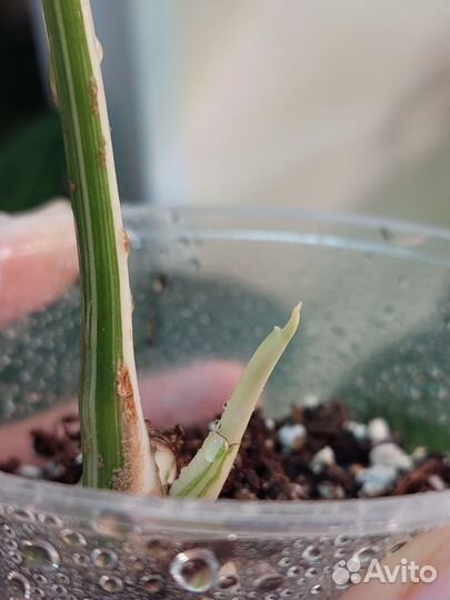 Монстера Альба