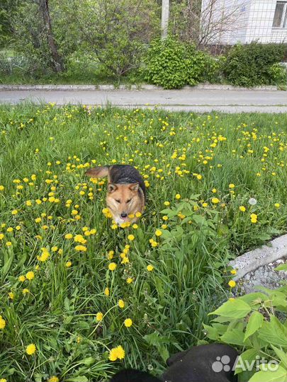 Собака - лиса