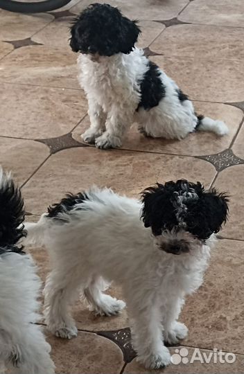 Собака мини пудель