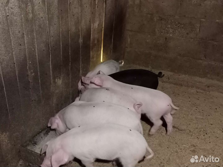 Поросенок ландрас чурок