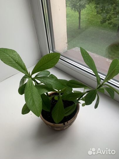 Комнатные растения цветы