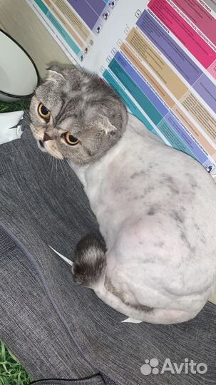 Скоттиш фолд