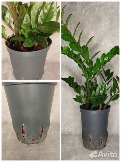 Замиакулькас на гидропонике