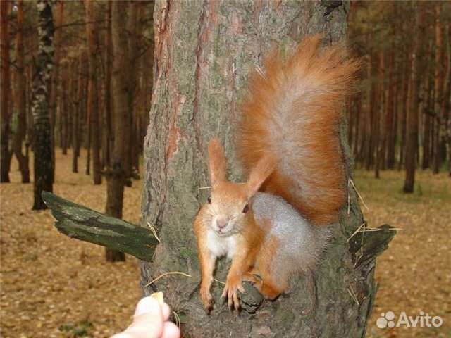 Белка, бельчата ручнные