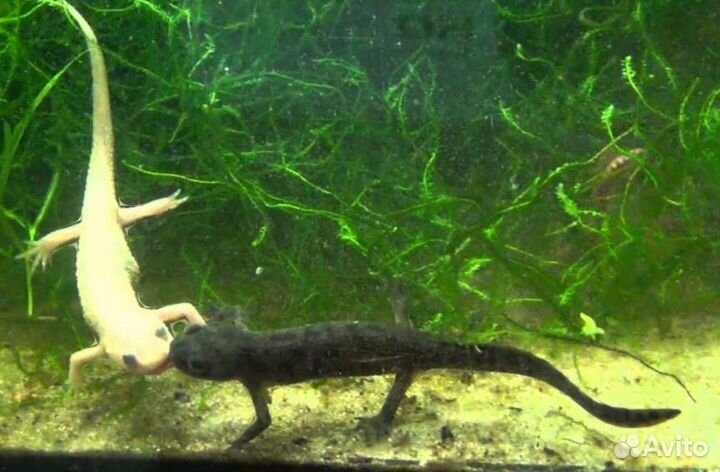 Испанский тритон